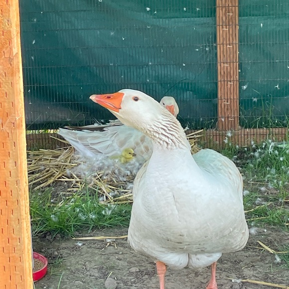 Meet your Posher, Chelsea - Picture 1 of 1